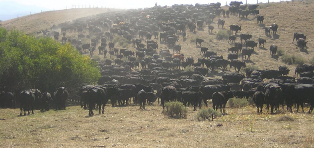 Montana (38)